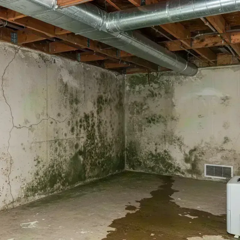 Professional Mold Removal in Del Rio, CA